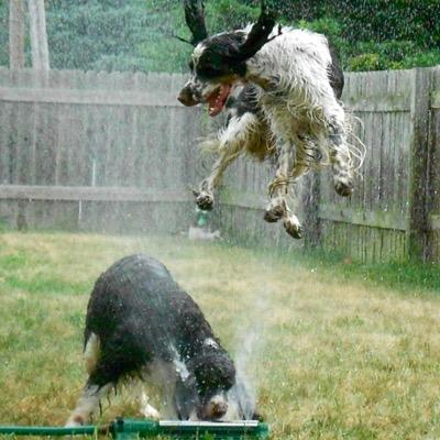 carolinasEsra99's profile picture. We rescue, rehabilitate and rehome English Springer Spaniels in the Carolinas