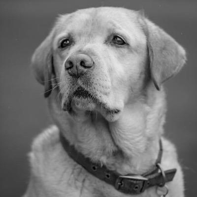 Hank_TopDog's profile picture. I was a 21st Century Doggo. Remember #adoptdontshop