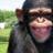 Bartolovivesolo's profile image