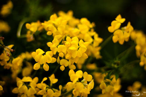 AngeleyesTrue's profile picture. Angeleyes