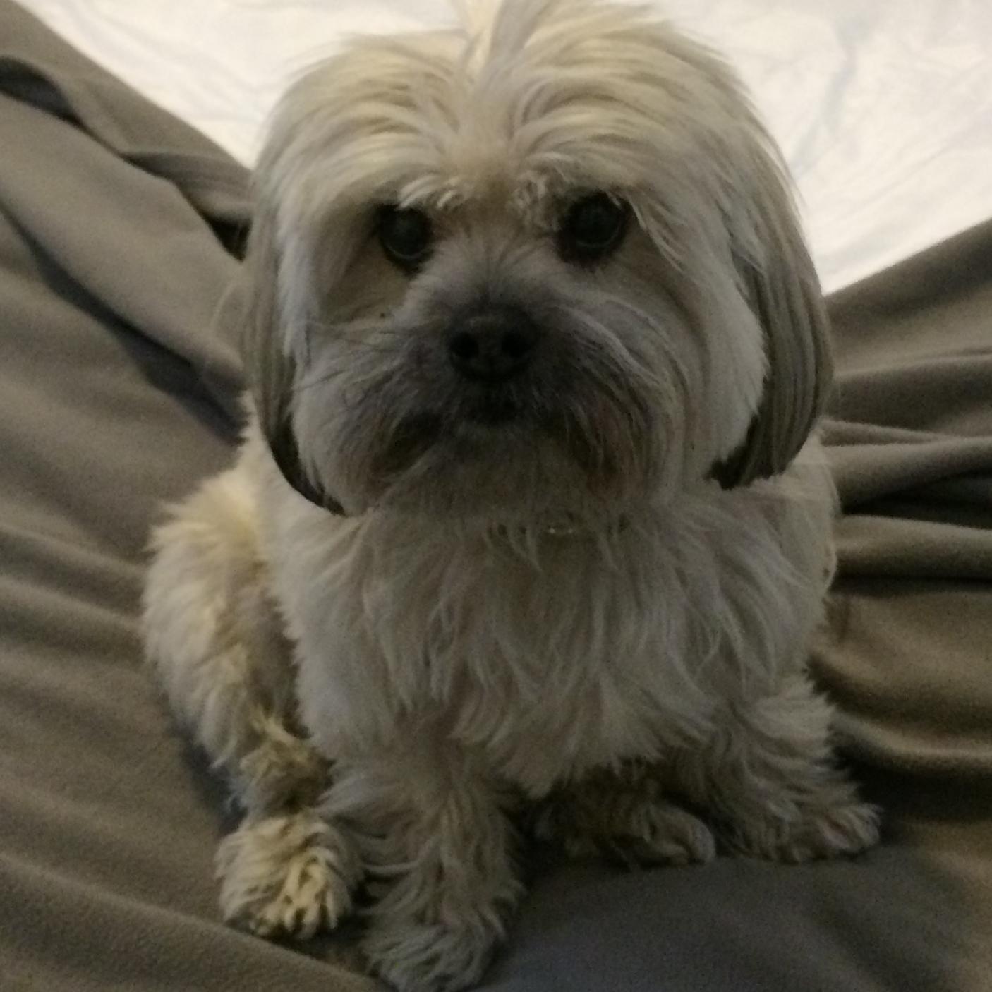 KlausDoggie's profile picture. I'm a 5YO Shih Tzu Mix. My owner adopted me from a local shelter a few years ago. I'm also the star of ShihTzuTopia. https://t.co/FTVhGtS8C5