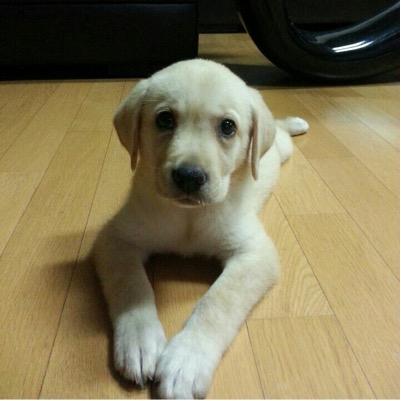 DanchoiDaniel's profile picture. i have some vine i can show you!!!