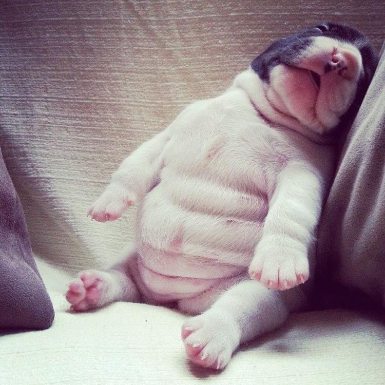 Follow us for instant happiness ☺ Submit your pet 👇