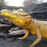 caiman_the's profile picture. Victor is the Fossil Finders Official mascot. Since becoming the mascot he decided to travel the UK in search of his roots and find some fossils along the way.