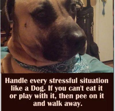 My name is Ozzy with a Y! I am a rescue dog! My bro is Zack of Ultimate Art Creations by Zack! I want to meet Snoop Dog!