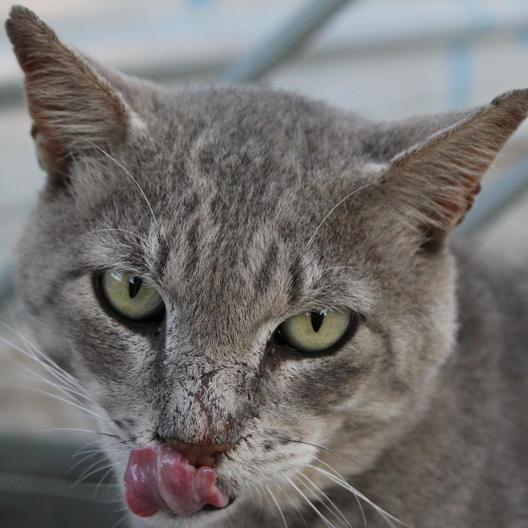 Gatsdelreg's profile picture. Somos una colonia controlada de gatitos que vivimos en los jardines del Reg. Necesitamos ayuda y es por eso que hemos venido a la Red a pedirla :)