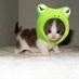 Aww Animals (@awwanimals_) Twitter profile photo