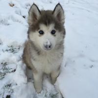 Animals Pics (@bestanimalspics) 's Twitter Profile