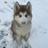 BestAnimalsPics's profile image