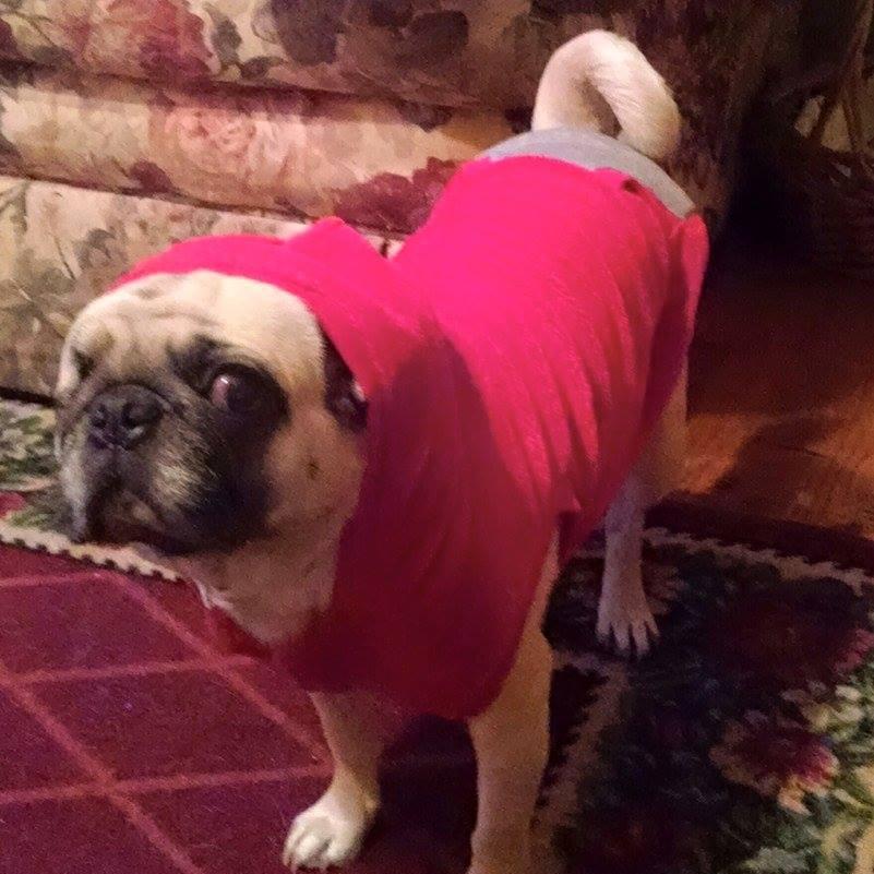 HNIC @ Pug Mafia Nation
