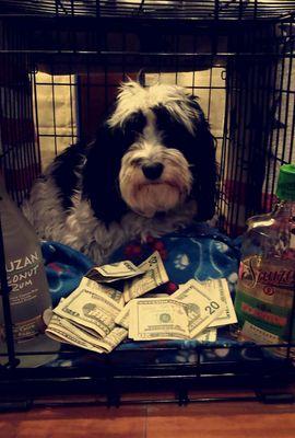 $ It's a dog eat dog world $                                  the name's Chance, don't wear it out
