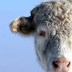 lavacheblanche's profile picture. Clandestin