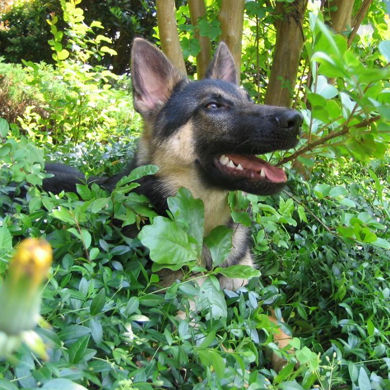 GJ_JetsonIII's profile picture. My precious 13yo Kurt(Turkish4Wolf) Rescue from KSU student who had to give him up-RIP Friend I miss you 1/14/18 😢-CPP/advocate-(Lincoln Repub/Libertarian Lib)