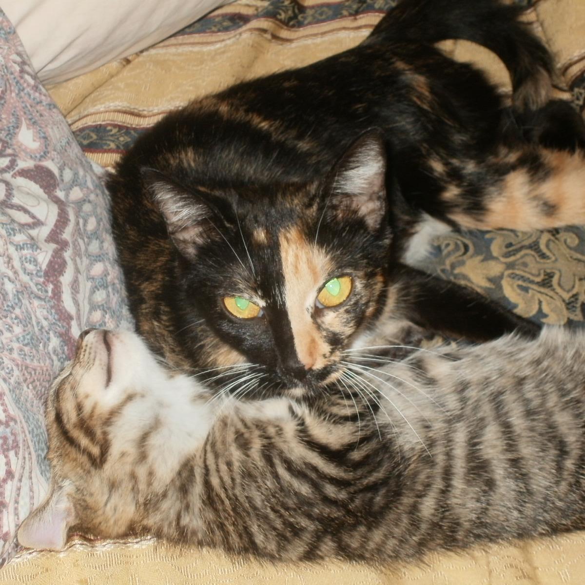 will always follow back love cats big and small and having fun