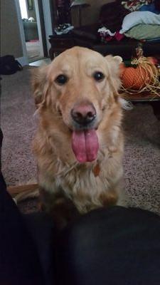 torey_michael's profile picture. Lucky to be alive! That a fact jack! Packers, Illini, Cubs and bulls. One pissed of American!