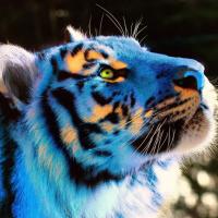 Cycliox (@cycliox) 's Twitter Profile