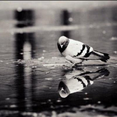 الحمدالله