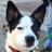 kotadog's profile image