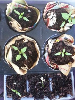 Yepshegrewit's profile picture. 