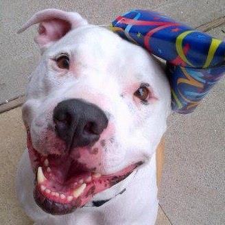 I'm a nine year old Pittie from the city.  I love everyone, and everyone loves me.  I'm an individual.  (The Pit, The Pug & Their Puggle) on FB