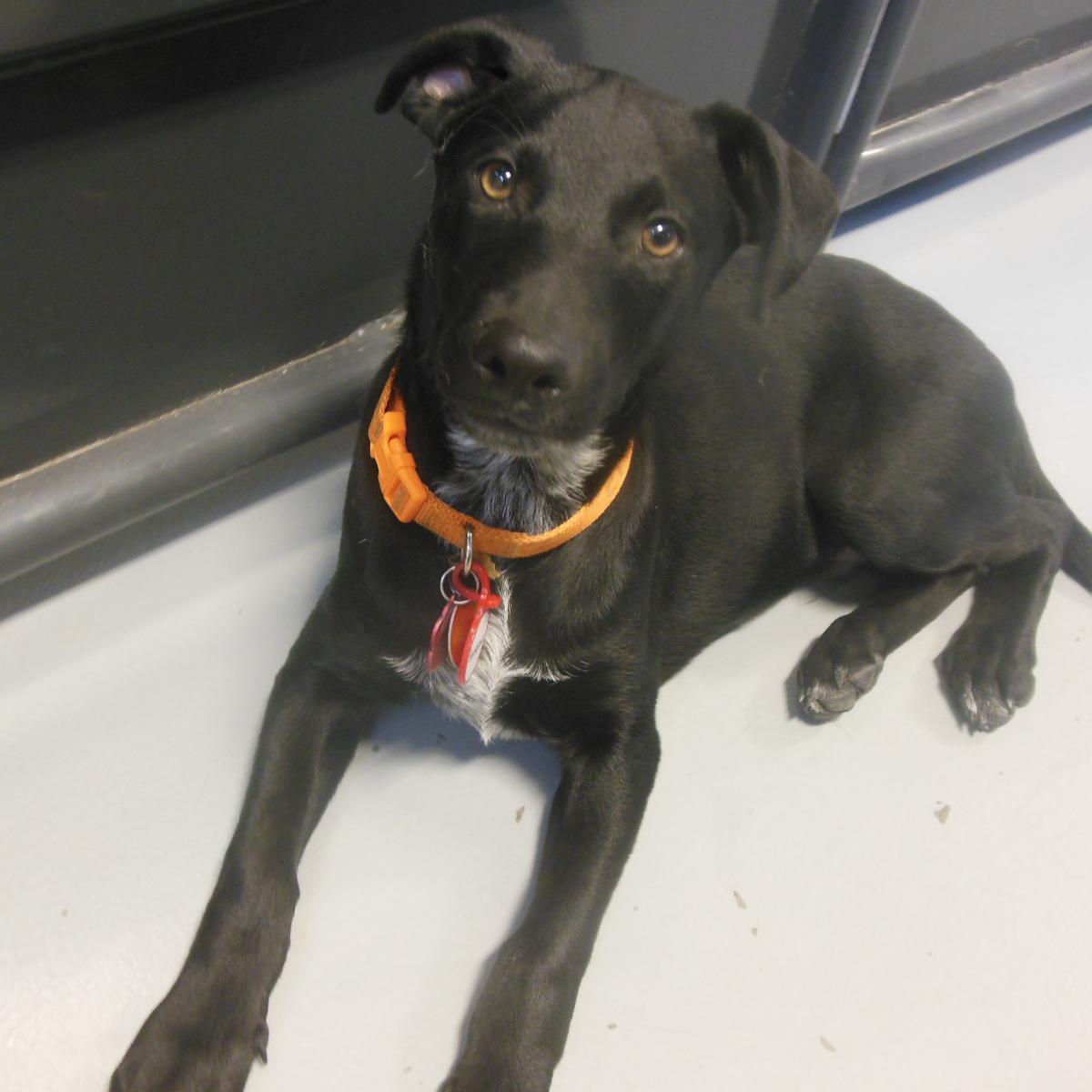 GreatDanesTweet's profile picture. Great Dane Rescue serving PA with an emphasis on Western PA.