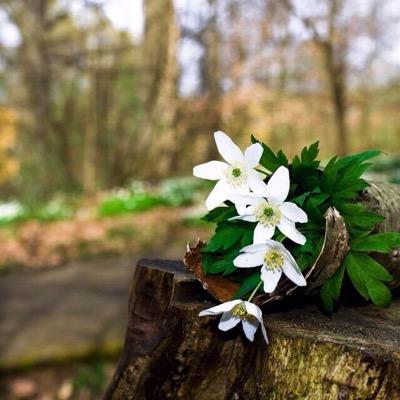 1987Khulood's profile picture. 