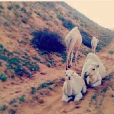 لعرض الناقة او الابل  ١_صورة الناقه او البل ٢_سن الناقه ٣_ اذا كانت خلفه توصفها من ناحية هداوتها وديدها وولدها ٤_رقم صاحب الناقه ٥_اسم صاحب الناقه