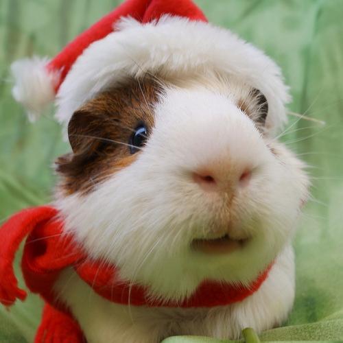 LovesPigsWheek's profile picture. 