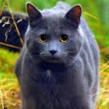 Greyish blue with a white paw (on her front right paw) she was named after her brother Stormpaw