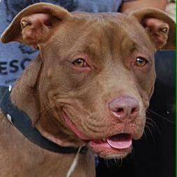 Dog rescuer. Sports fan. Friend to animals. Supporter of United States veterans. #AdoptDontShop