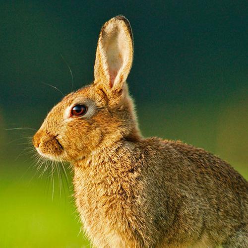 Professional environmentally friendly rabbit control service for the Scottish Islands using traditional methods. Promoting rabbit as a food source.