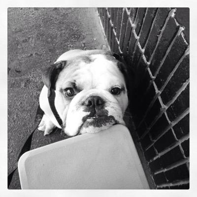 hamthebully's profile picture. woof!