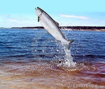 SOY UN JOVEN EMPRESARIO DE PESCADOS Y MARISCOS. DISTRIBUIDOR DE SALMON