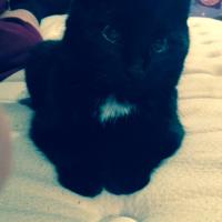 Blanket The Cat (@blankeyspankey) 's Twitter Profile