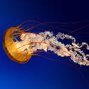 caleb shaw puckett - @awsomenessunity - Twitter