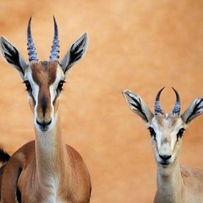 ‏‏‏‏'•.    الحب مثل الطير و القلب راعيه ، فالصدر مقناصه و فالعين وكره ! و أنا غدالي طير من عام أحاتيه ، و في كل يوم أقول بلقاه بكره