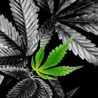 Fuck it and stay high.