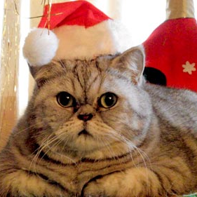 Fat Christmas Cat on Twitter: &quot;THANKSGIVING IS APPROACHING AND ITS