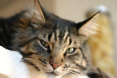 Felidae__13's profile picture. 