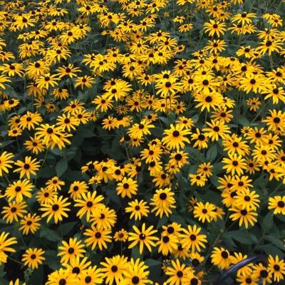 Cinderella397's profile picture. Disney Fanatic,