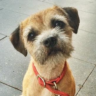 Naughty little Border Terrier. Likes chasing birds, tummy rubs, and exploring Tasmania. Instagram: http://t.co/g1xdsezMBK pet