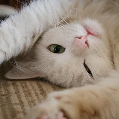 Shecat, Single. Warrior of DawnClan. Secreitive and often fakes emotions.
