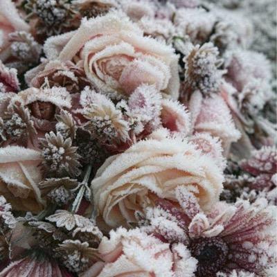 leboudoirongle's profile picture. 