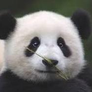 I love pandas! can't wait to party!