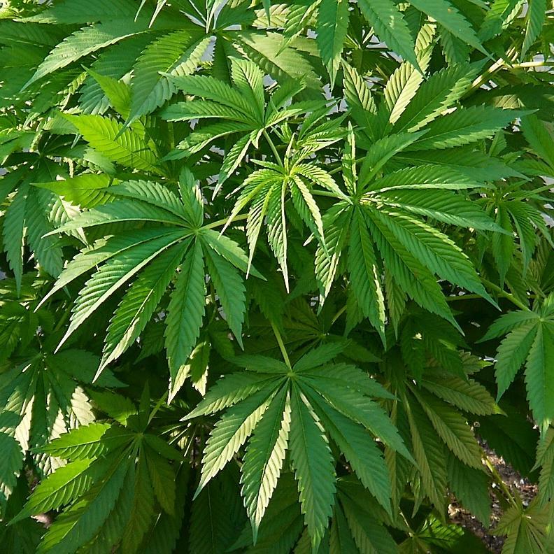 Fantastic Medical Marijuana Delivery Service Based in Los Angeles County!  Call 323-684-1252.  Open Noon-11pm Daily!