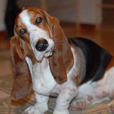 KelliePeto's profile picture. Basset Hound mommy, trout hunter, Pittsburgh Penguin fanatic & awesome aunt.  My husband's pretty great too!
