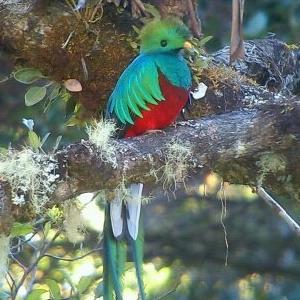 cabquetzal's profile picture. Servicio de hospedaje y alimentacion