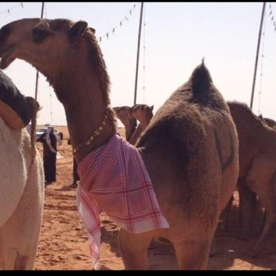 نشر جميع شيلات منقيات قبيله مطير