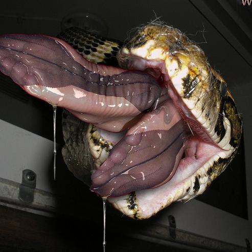 Freaky write male 5ft10 130lbs and i am looking for PPL that will feed me to a men eating snake and have the snake swallow me alive to my death