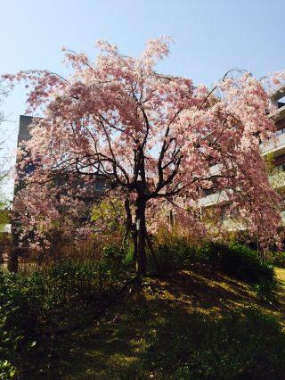 雑多垢なのでその時にハマっているものの妄想を垂れ流します、基本的に腐で他も全部好き。(*´︶`)20↑です！